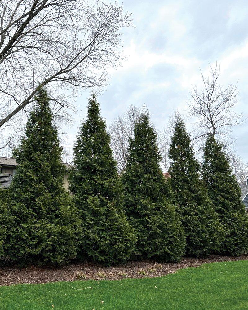 Thuja Morgan Lime Green Arborvitae - View 31 from www redcrocus com
