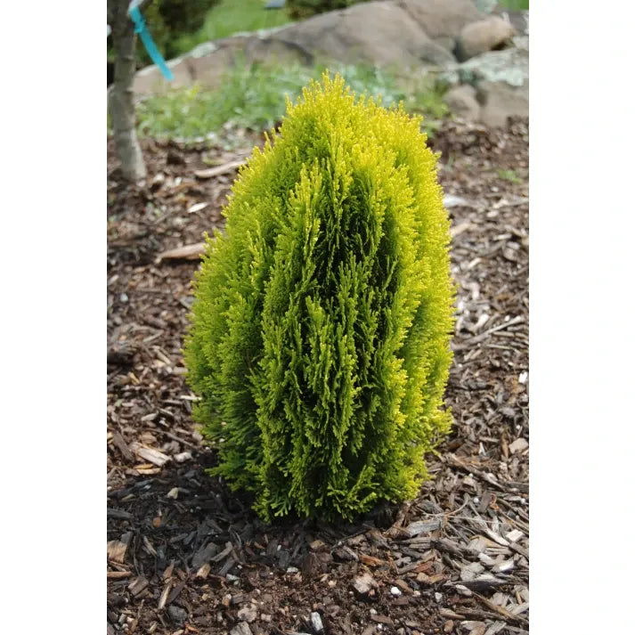 Thuja Morgan Lime Green Arborvitae - View 4 from www redcrocus com