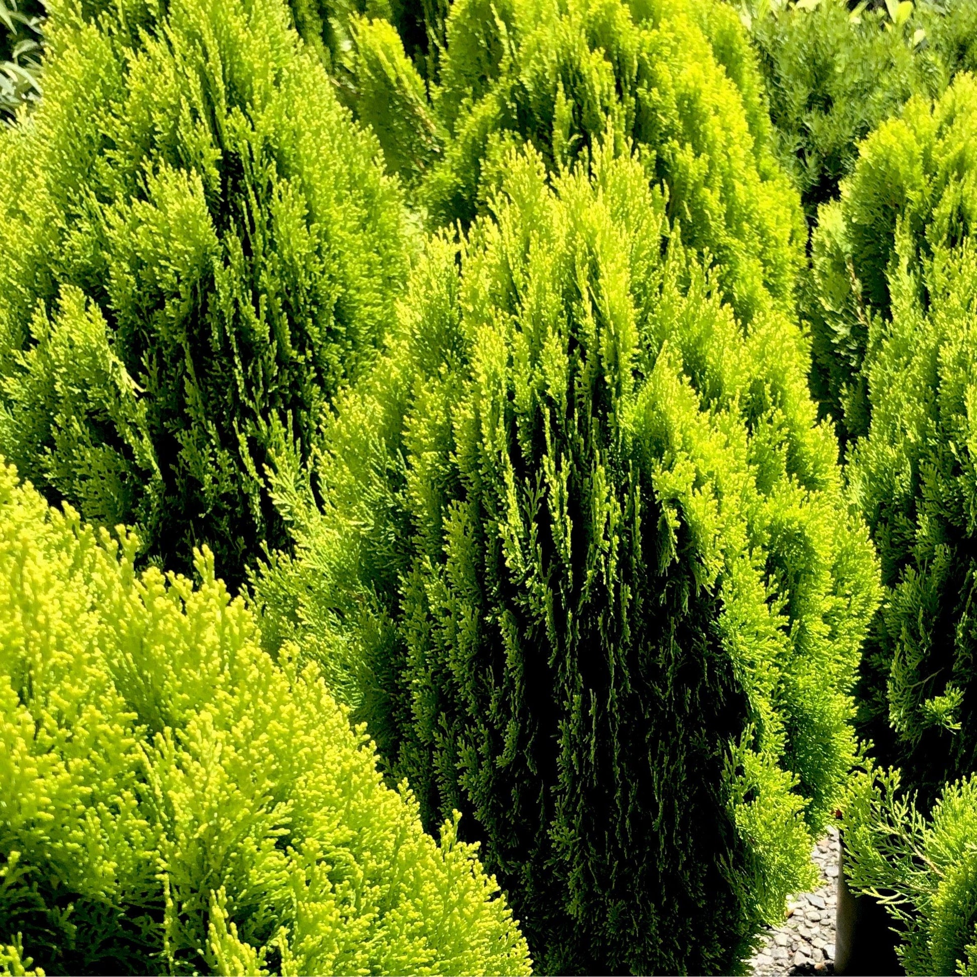 Thuja Morgan Lime Green Arborvitae - View 6 from www redcrocus com