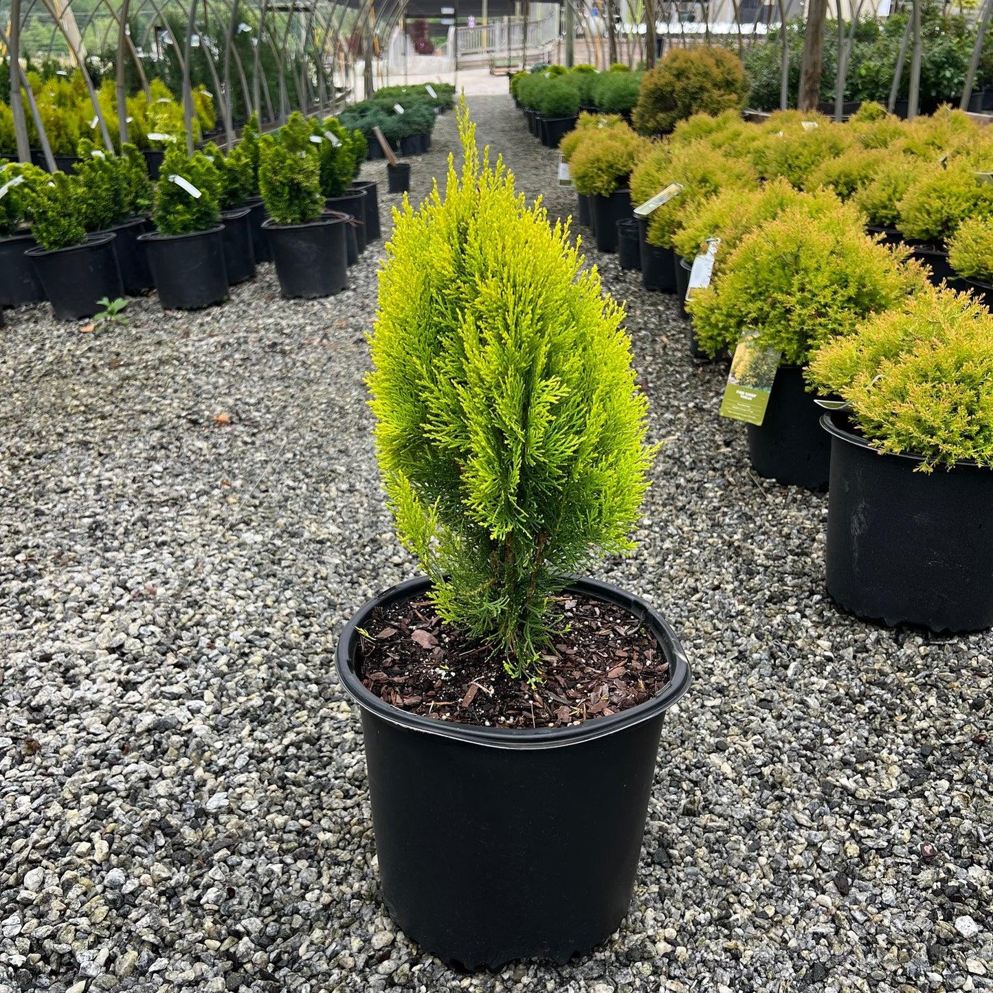 Thuja Morgan Lime Green Arborvitae - View 7 from www redcrocus com