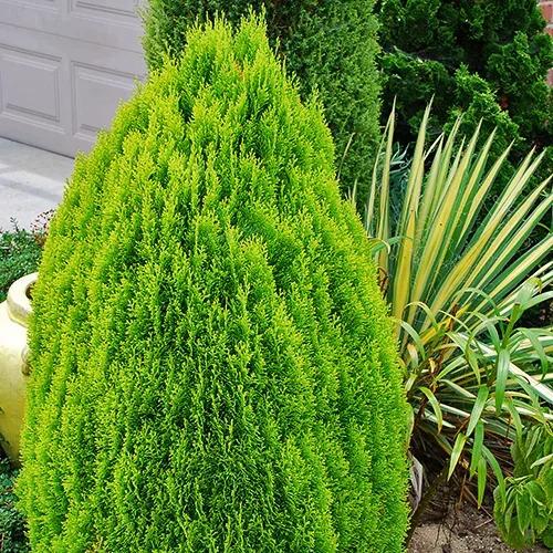 Thuja Morgan Lime Green Arborvitae - View 8 from www redcrocus com