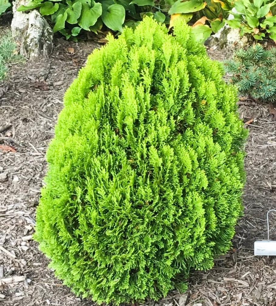 Thuja Morgan Lime Green Arborvitae - View 9 from www redcrocus com