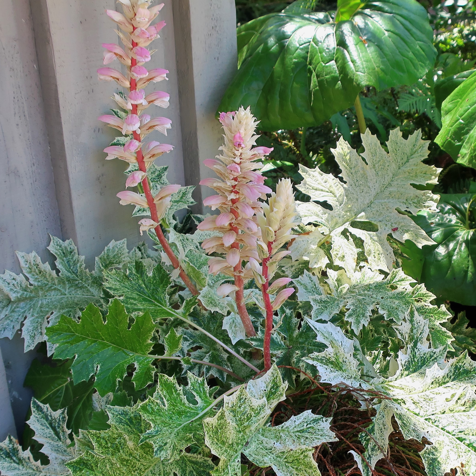 Acanthus White Water - View 10 from www redcrocus com