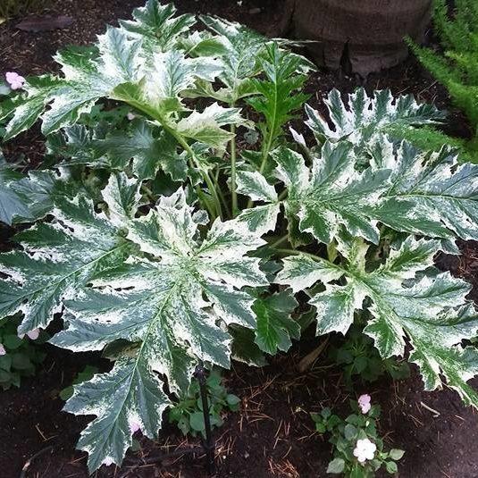 Acanthus White Water - View 15 from www redcrocus com