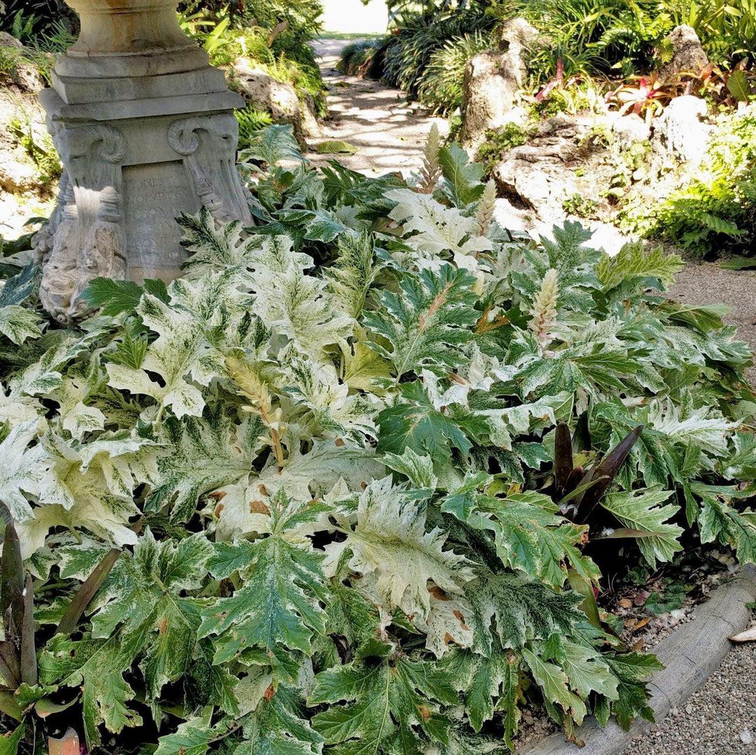 Acanthus White Water - View 18 from www redcrocus com