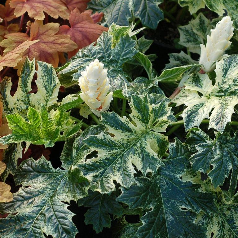 Acanthus White Water - View 19 from www redcrocus com