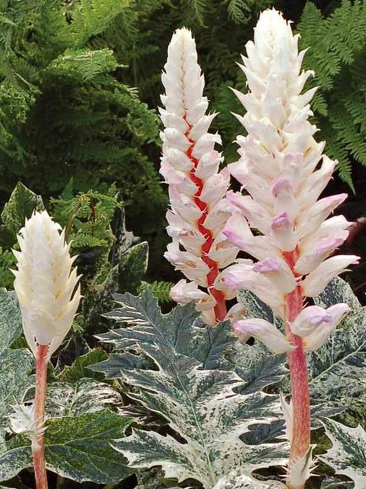 Acanthus White Water - View 1 from www redcrocus com