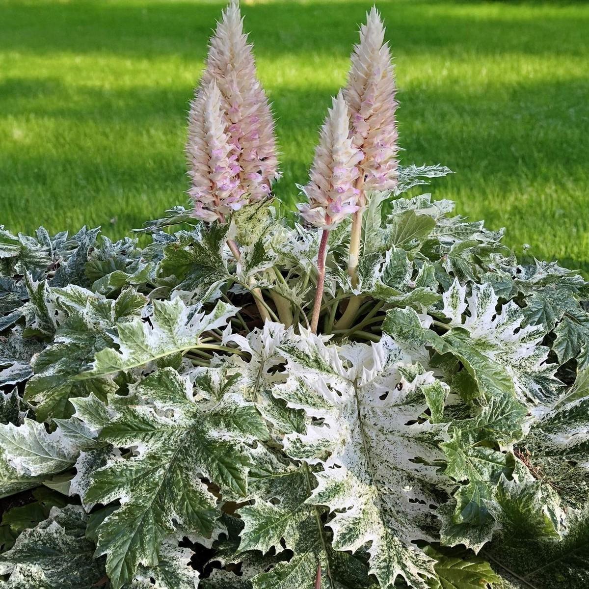 Acanthus White Water - View 20 from www redcrocus com