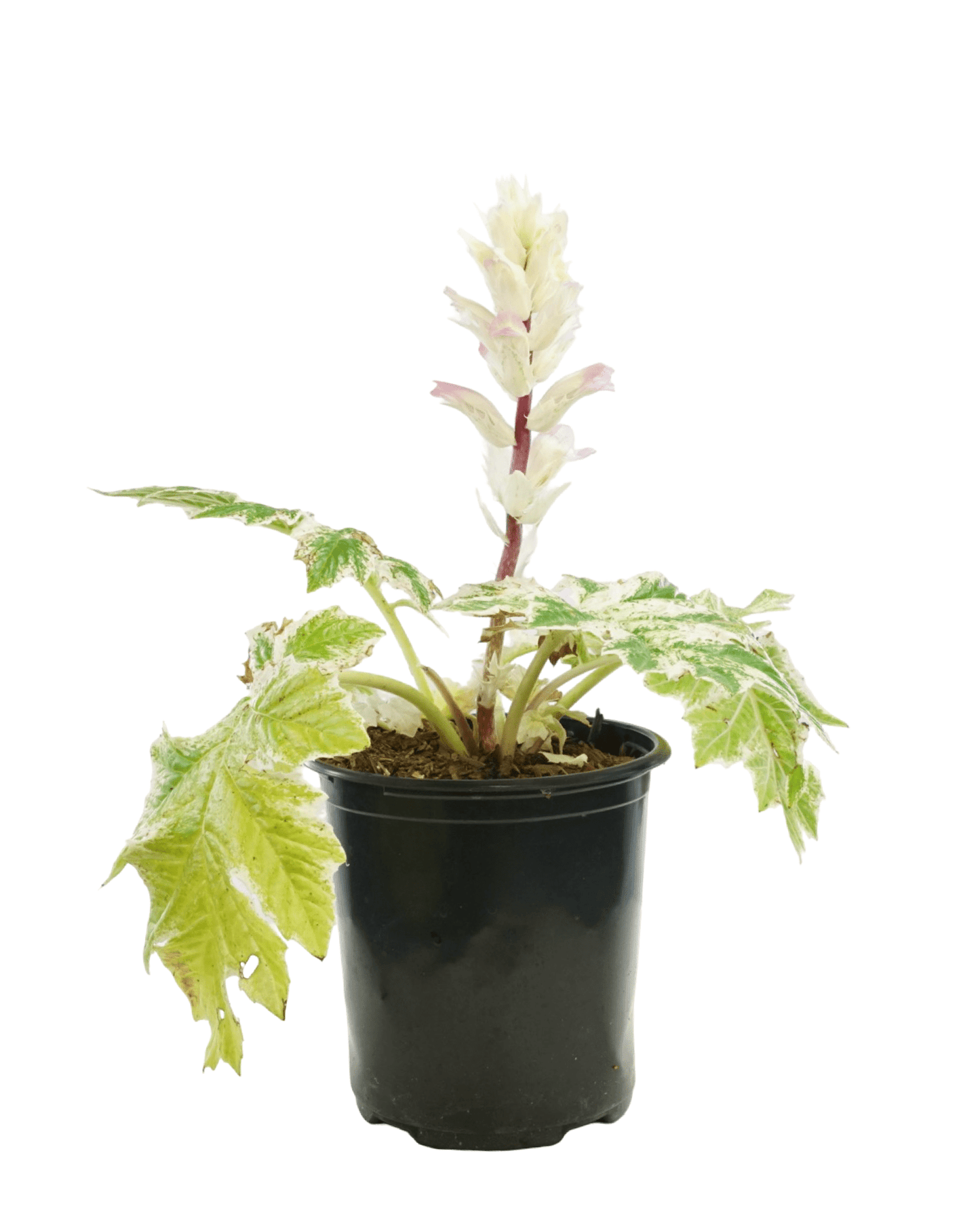 Acanthus White Water - View 28 from www redcrocus com