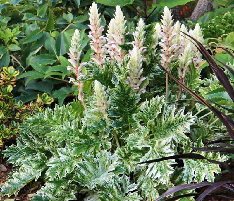 Acanthus White Water - View 3 from www redcrocus com