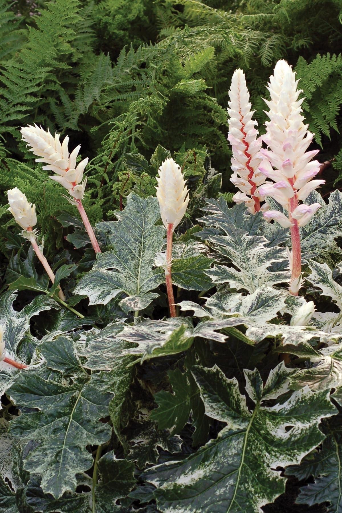 Acanthus White Water - View 4 from www redcrocus com