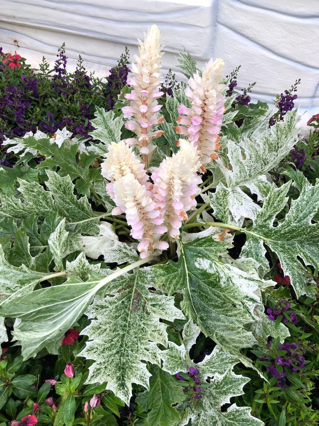 Acanthus White Water - View 7 from www redcrocus com