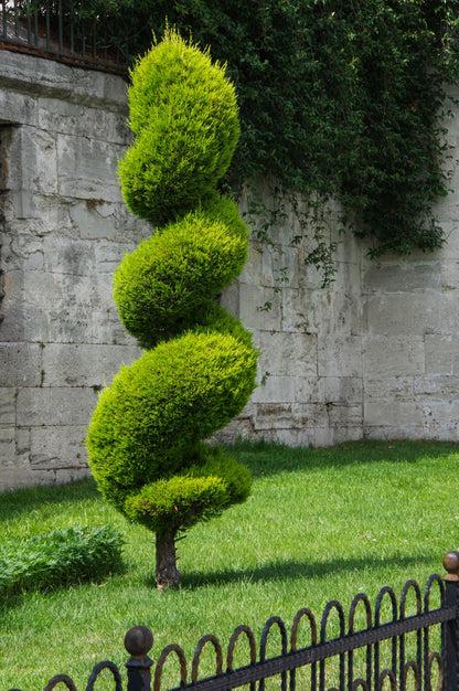 Juniperus Blue Point Topiary Spiral Topiary Sold Out - View 11 from www redcrocus com