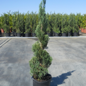 Juniperus Blue Point Topiary Spiral Topiary Sold Out - View 12 from www redcrocus com