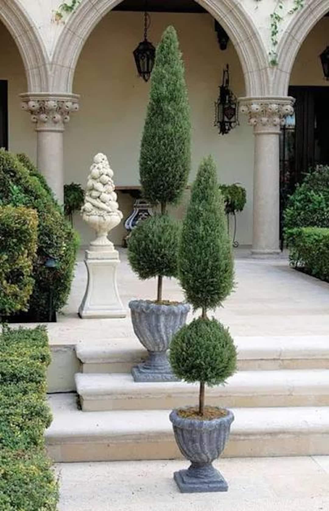 Juniperus Blue Point Topiary Spiral Topiary Sold Out - View 13 from www redcrocus com
