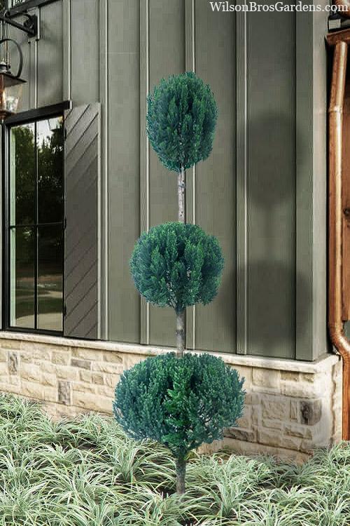 Juniperus Blue Point Topiary Spiral Topiary Sold Out - View 18 from www redcrocus com