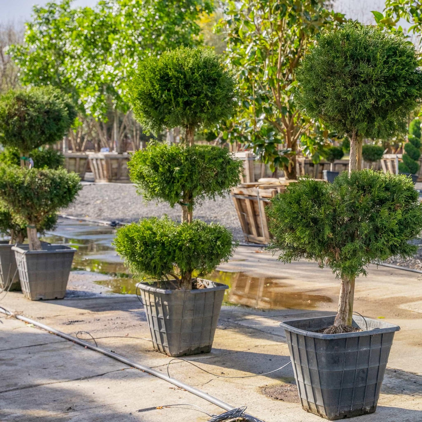 Juniperus Blue Point Topiary Spiral Topiary Sold Out - View 21 from www redcrocus com