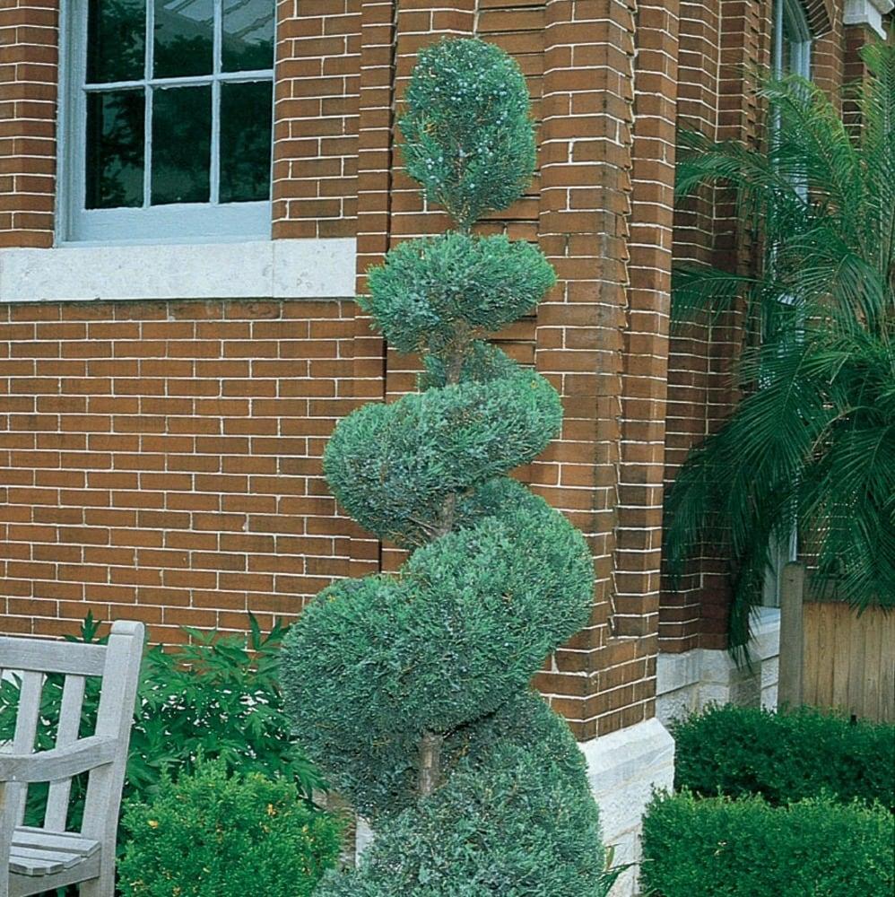 Juniperus Blue Point Topiary Spiral Topiary Sold Out - View 31 from www redcrocus com