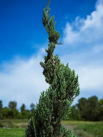 Juniperus Blue Point Topiary Spiral Topiary Sold Out - View 32 from www redcrocus com