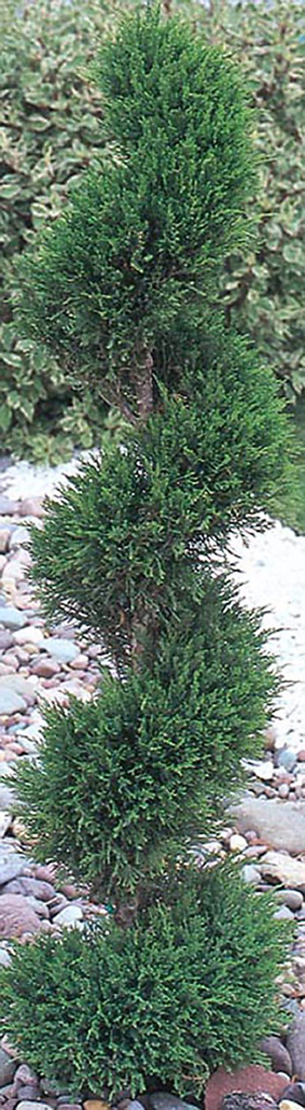 Juniperus Blue Point Topiary Spiral Topiary Sold Out - View 33 from www redcrocus com