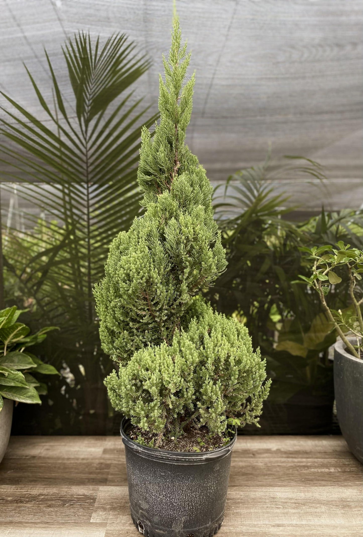 Juniperus Blue Point Topiary Spiral Topiary Sold Out - View 3 from www redcrocus com