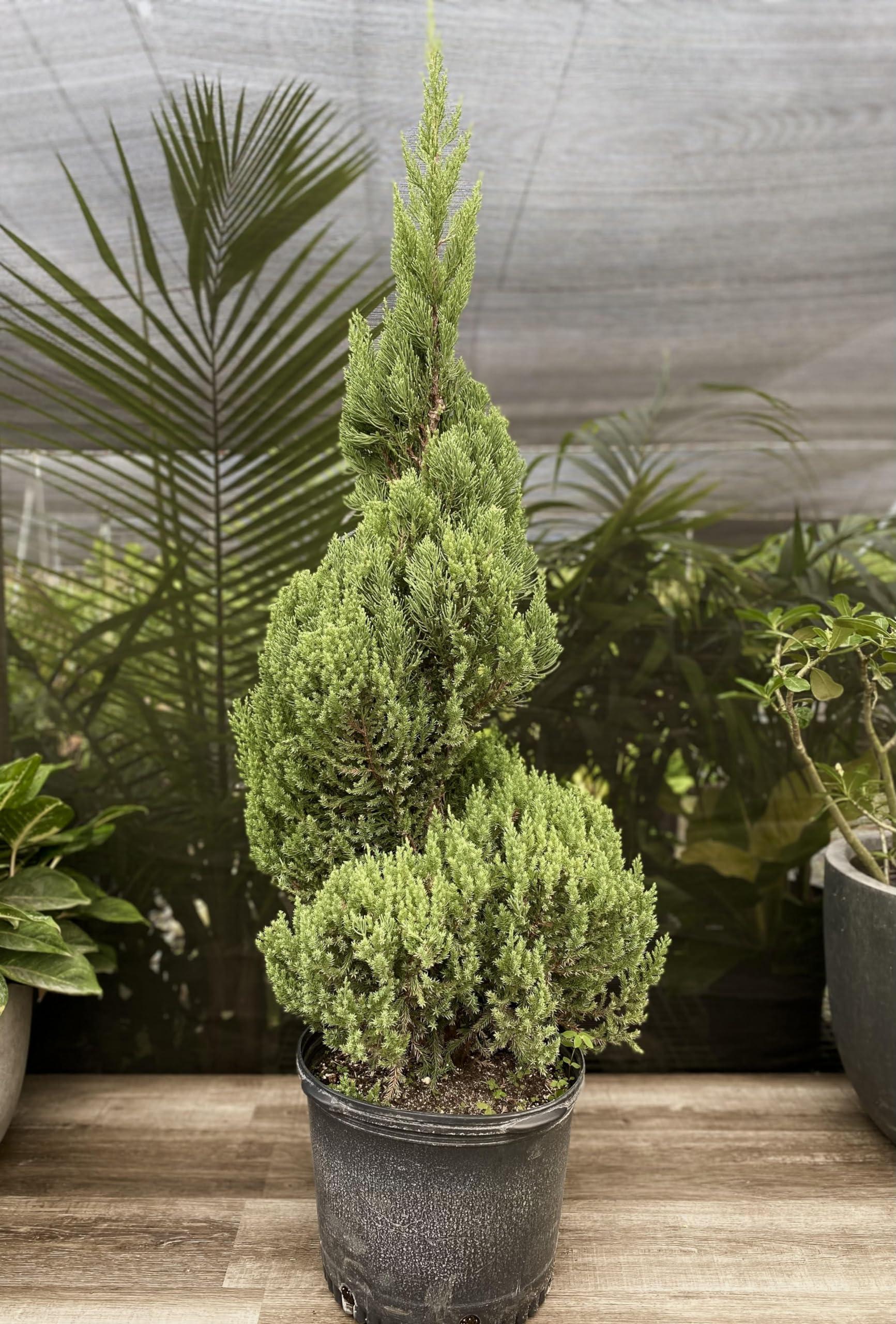 Juniperus Blue Point Topiary Spiral Topiary Sold Out - View 3 from www redcrocus com