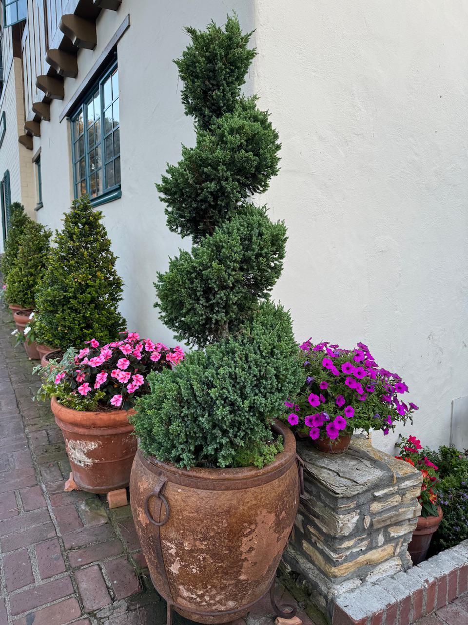 Juniperus Blue Point Topiary Spiral Topiary Sold Out - View 4 from www redcrocus com