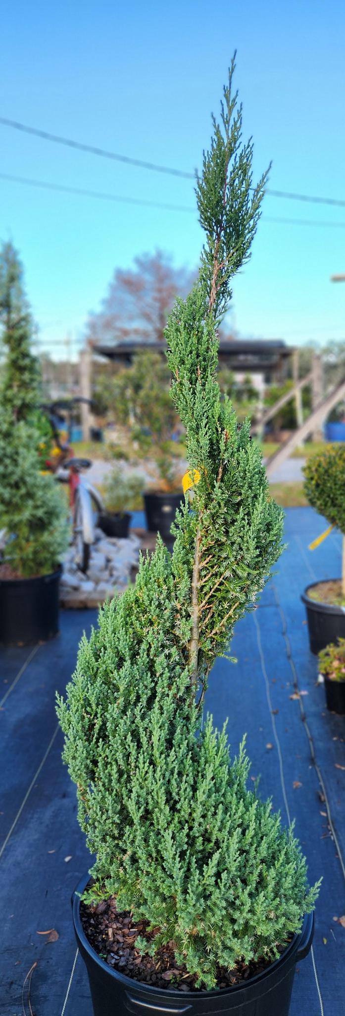 Juniperus Blue Point Topiary Spiral Topiary Sold Out - View 7 from www redcrocus com