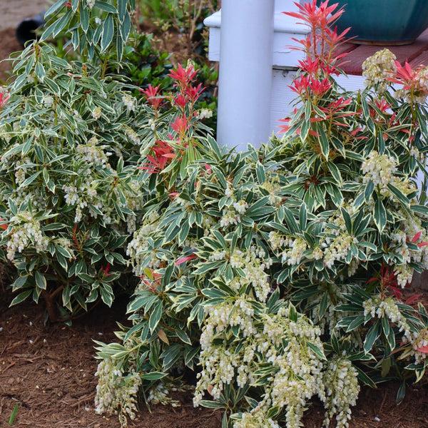 F9 Pieris Flaming Silver Sold Out - View 10 from www redcrocus com