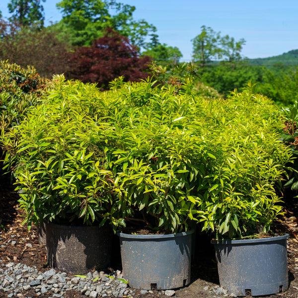 F9 Pieris Flaming Silver Sold Out - View 11 from www redcrocus com