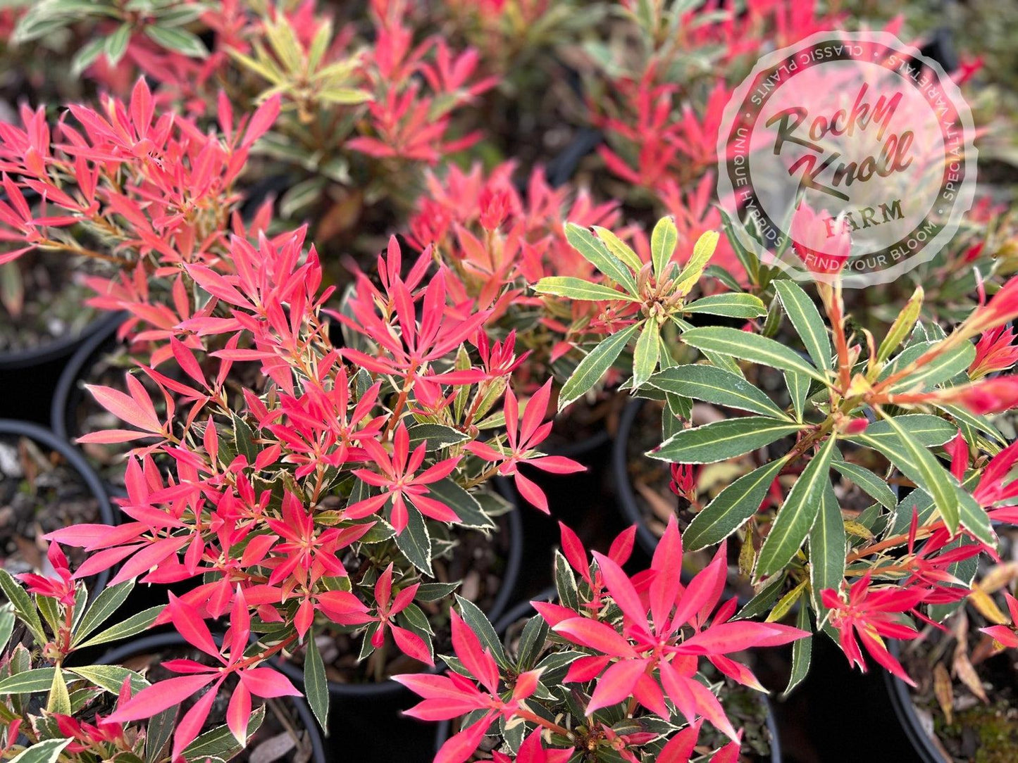 F9 Pieris Flaming Silver Sold Out - View 14 from www redcrocus com