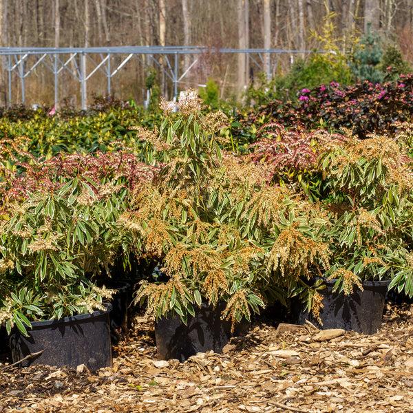 F9 Pieris Flaming Silver Sold Out - View 17 from www redcrocus com