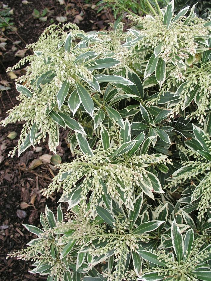 F9 Pieris Flaming Silver Sold Out - View 19 from www redcrocus com