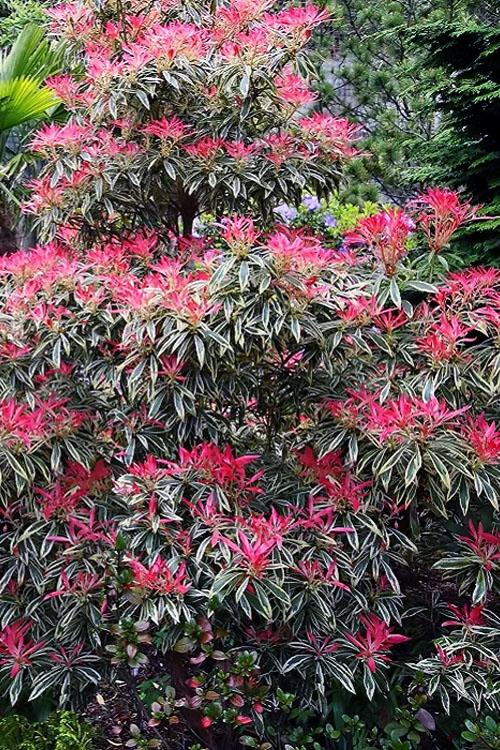 F9 Pieris Flaming Silver Sold Out - View 1 from www redcrocus com