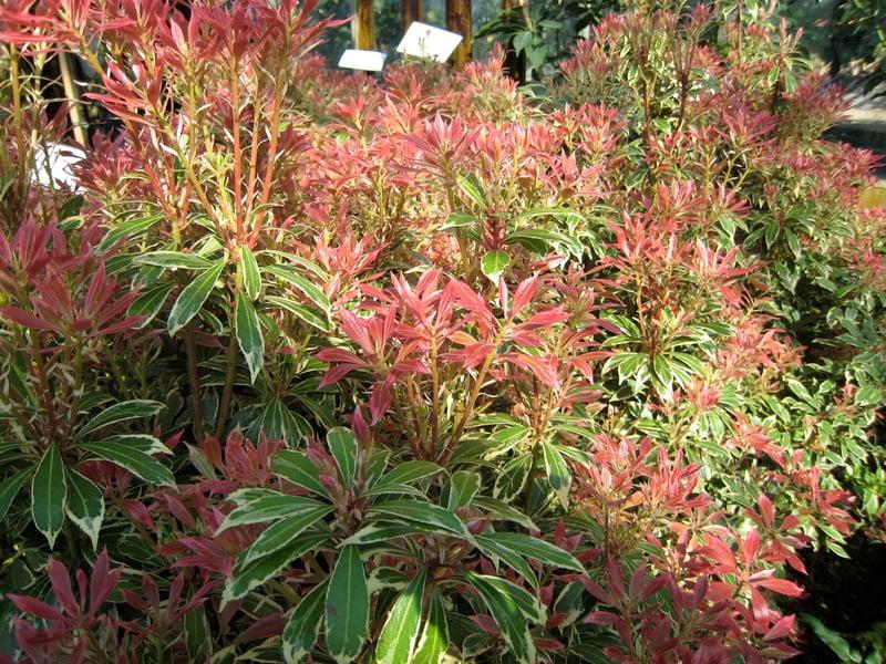 F9 Pieris Flaming Silver Sold Out - View 21 from www redcrocus com