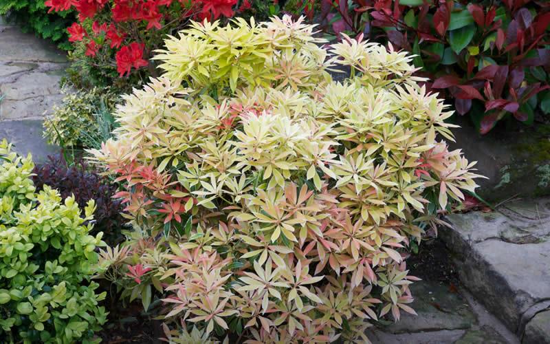 F9 Pieris Flaming Silver Sold Out - View 25 from www redcrocus com