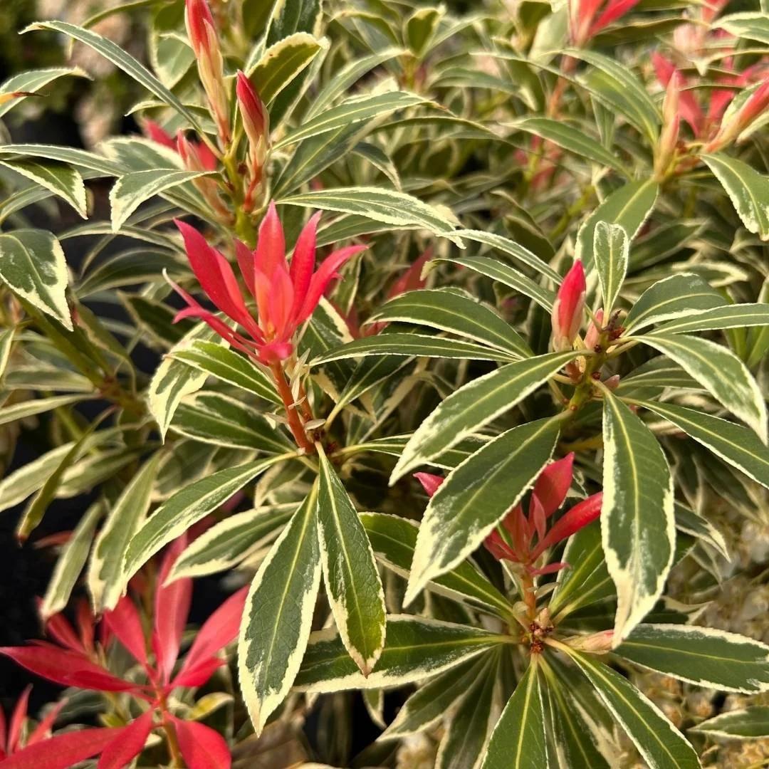 F9 Pieris Flaming Silver Sold Out - View 26 from www redcrocus com