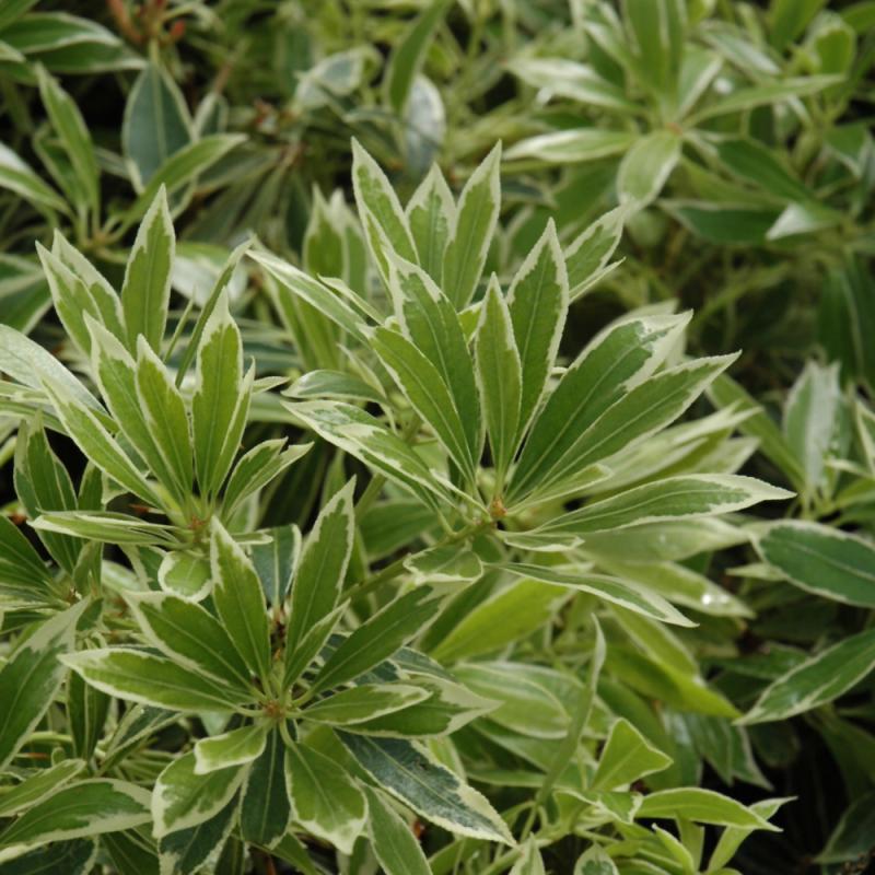 F9 Pieris Flaming Silver Sold Out - View 31 from www redcrocus com