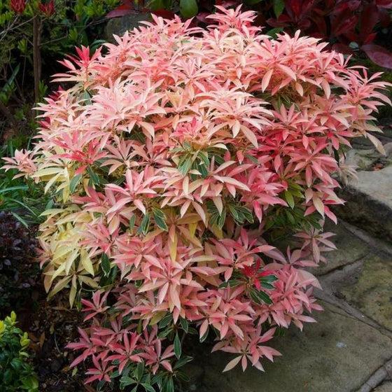 F9 Pieris Flaming Silver Sold Out - View 8 from www redcrocus com