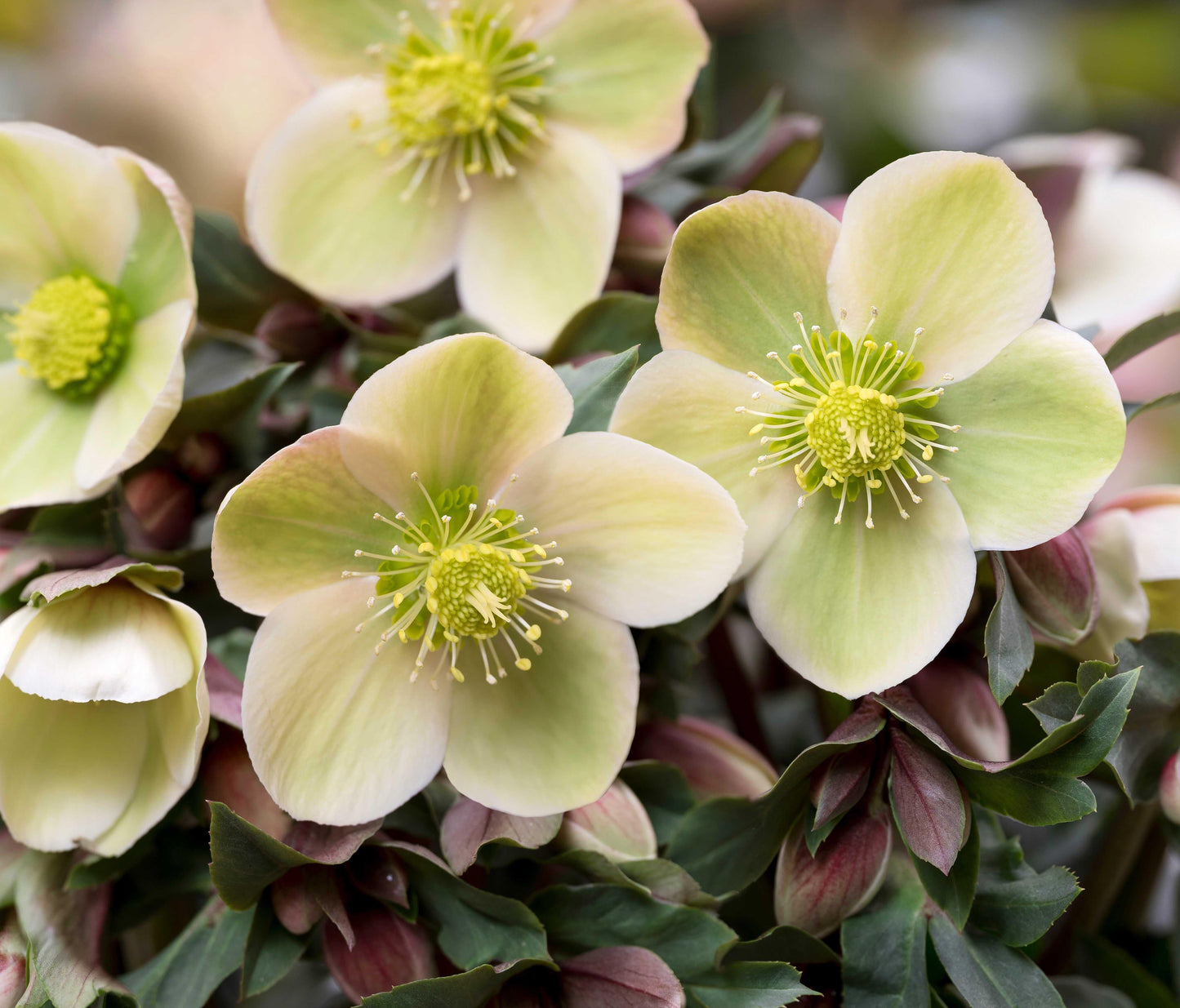 A2 Helleborus Jasper White Christmas Rose - View 10 from www redcrocus com