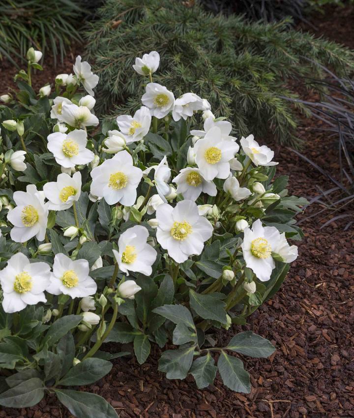 A2 Helleborus Jasper White Christmas Rose - View 11 from www redcrocus com