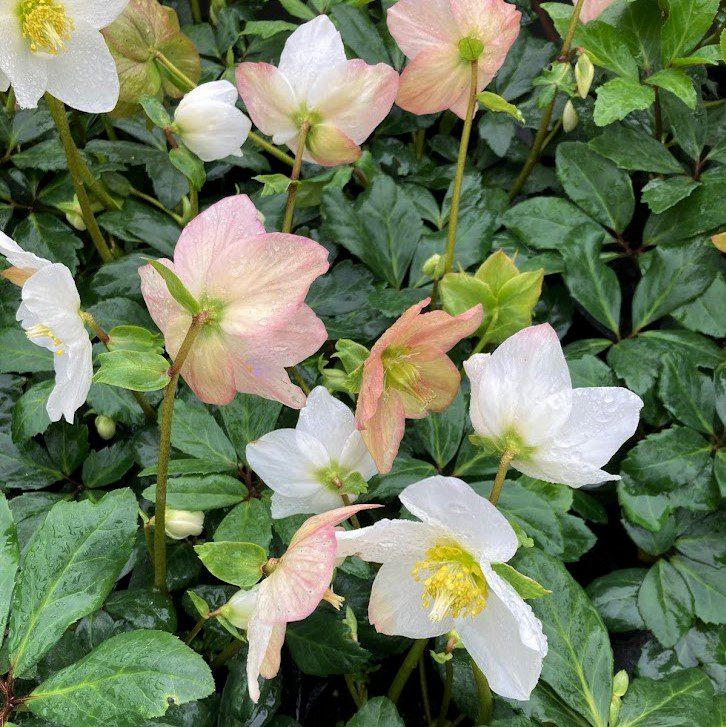 A2 Helleborus Jasper White Christmas Rose - View 12 from www redcrocus com