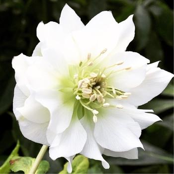 A2 Helleborus Jasper White Christmas Rose - View 13 from www redcrocus com