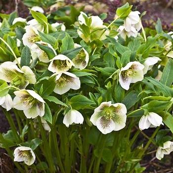 A2 Helleborus Jasper White Christmas Rose - View 17 from www redcrocus com