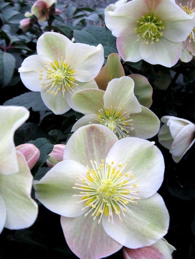 A2 Helleborus Jasper White Christmas Rose - View 18 from www redcrocus com