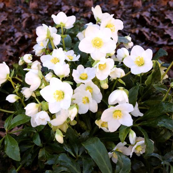 A2 Helleborus Jasper White Christmas Rose - View 1 from www redcrocus com