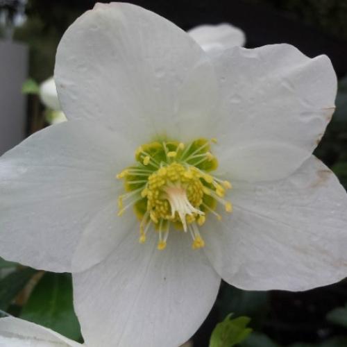 A2 Helleborus Jasper White Christmas Rose - View 20 from www redcrocus com