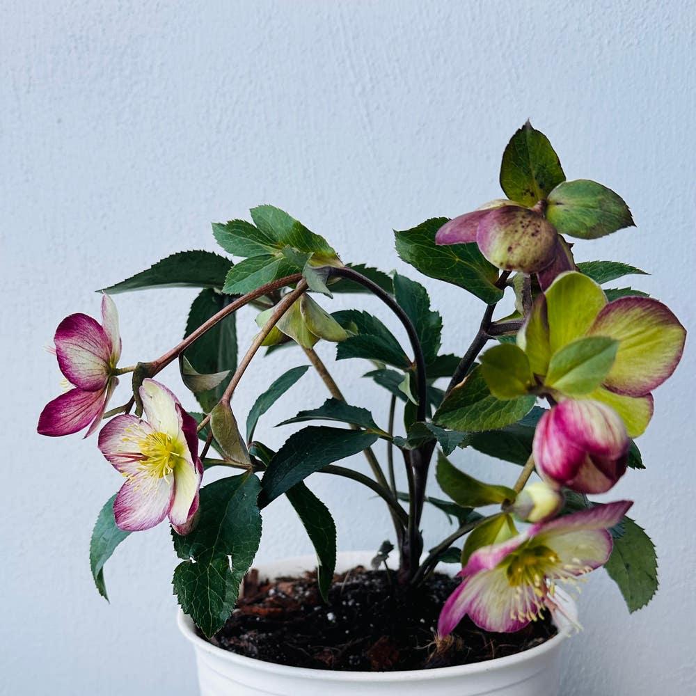 A2 Helleborus Jasper White Christmas Rose - View 21 from www redcrocus com