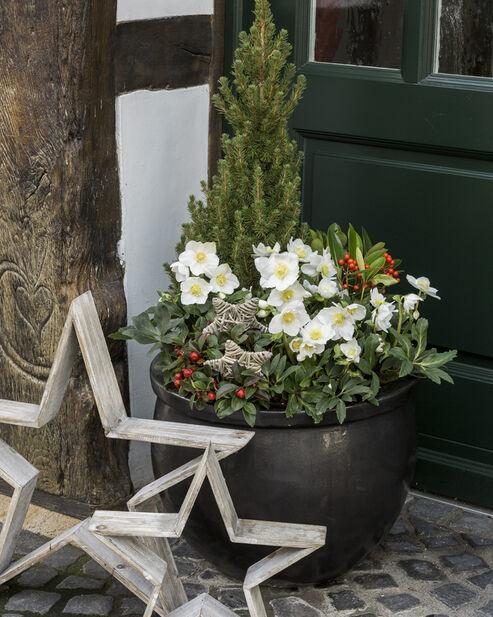 A2 Helleborus Jasper White Christmas Rose - View 22 from www redcrocus com