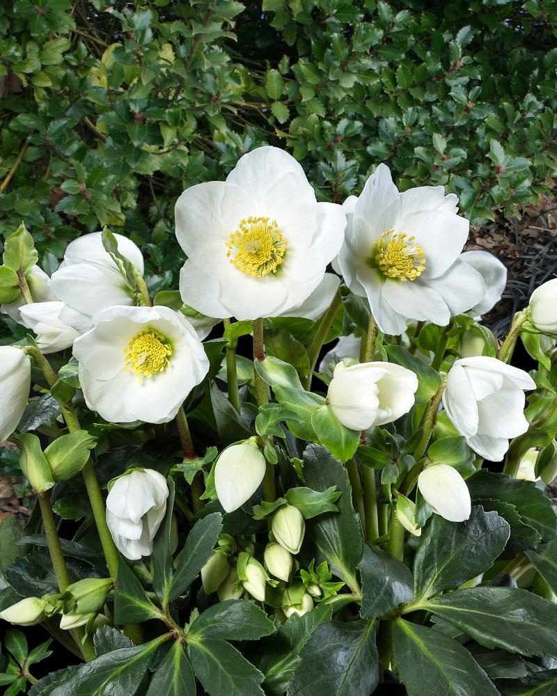A2 Helleborus Jasper White Christmas Rose - View 2 from www redcrocus com